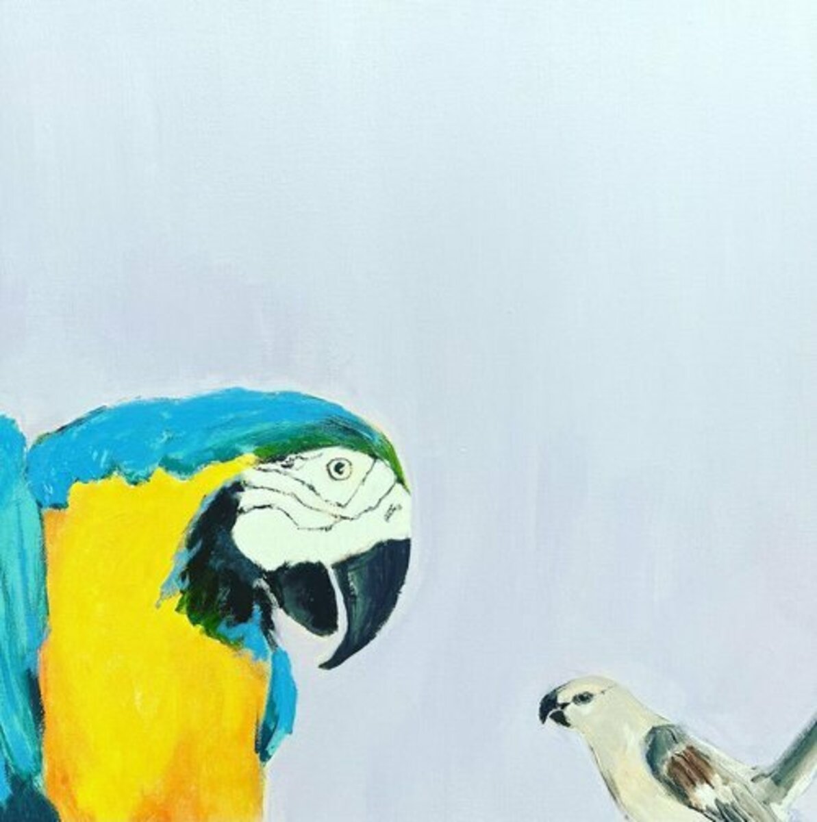 Macawing Bird